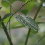 80mm f2.8 Exakta-4655