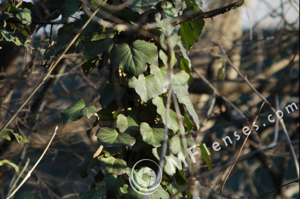 Carl Zeiss Jena Fernobjektiv 500mm f/8 Nikon mount-1124