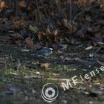 Carl Zeiss Jena Fernobjektiv 500mm f/8 Nikon mount-1125