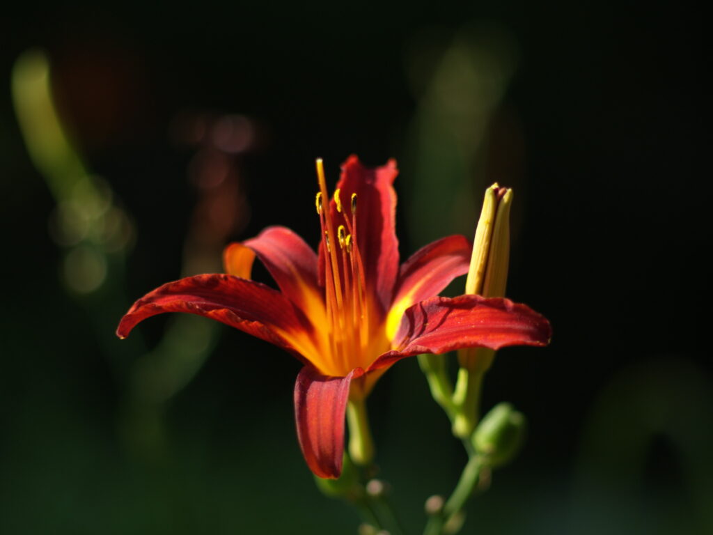 Pancolar 80mm f1.8-6128
