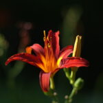 Pancolar 80mm f1.8-6128