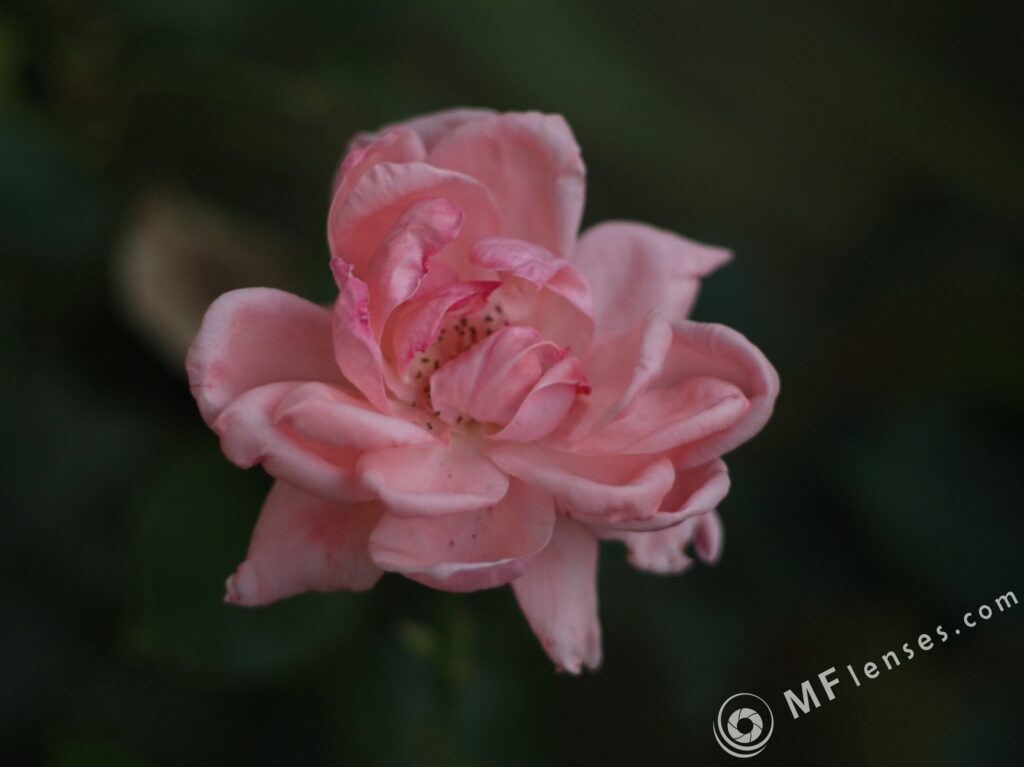 Pancolar 80mm f1.8-2589