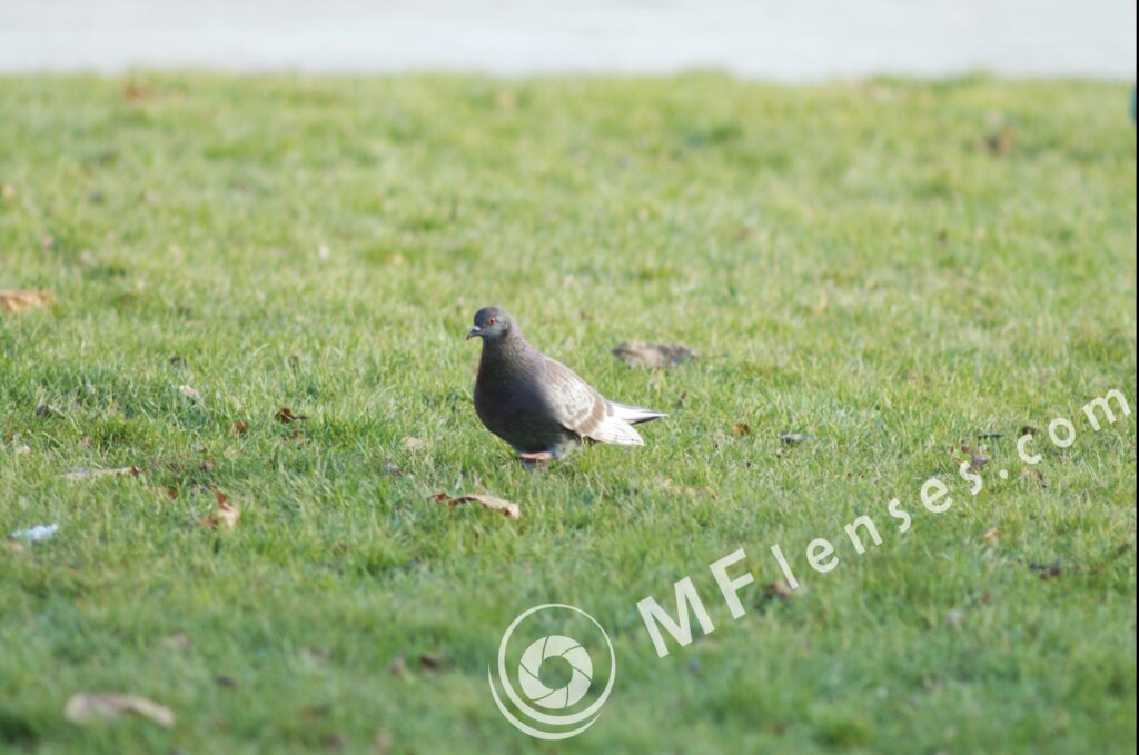 Carl Zeiss Jena Sonnar 300mm f4 MC-1331