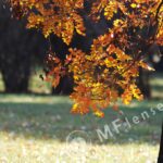 Carl Zeiss Jena Sonnar 300mm f4 MC-699
