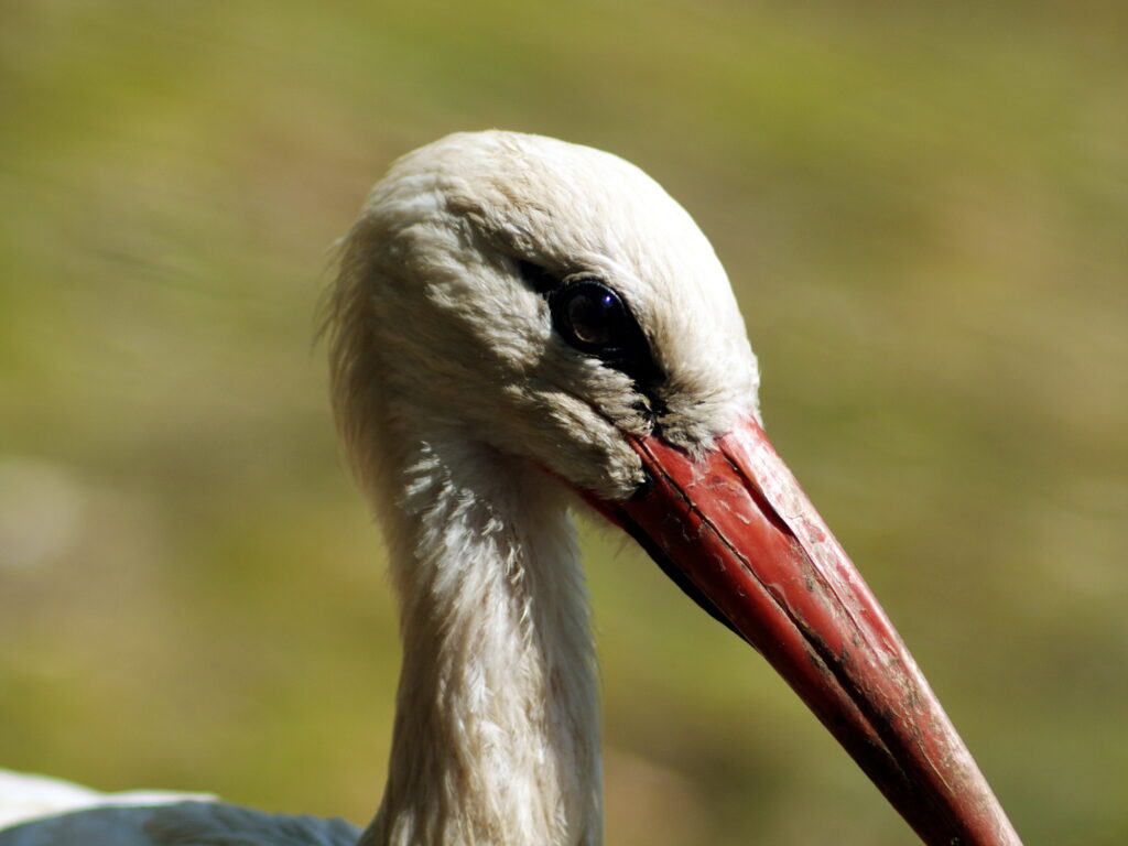Aus Jena Sonnar 180mm f2.8 P6-7526