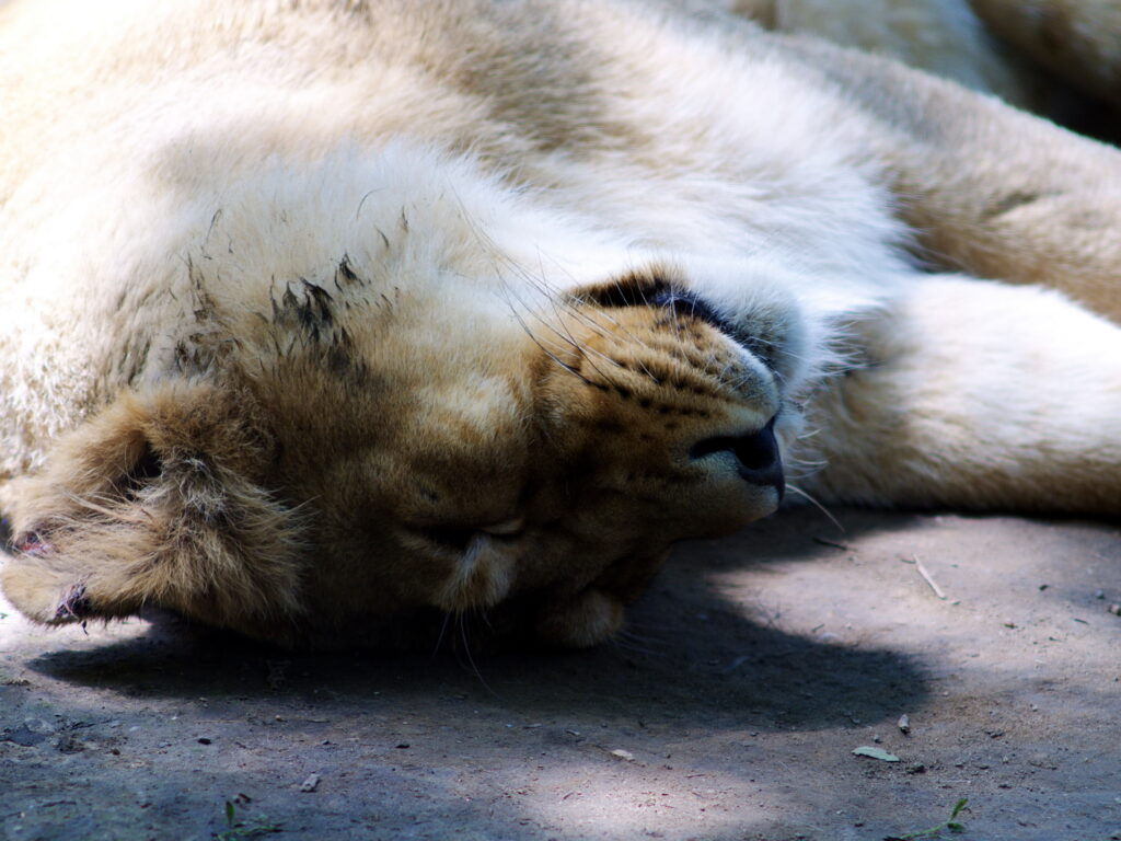 Aus Jena Sonnar 180mm f2.8 P6-7532