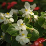 Carl Zeiss Jena Sonnar 18cm T* M42-2653