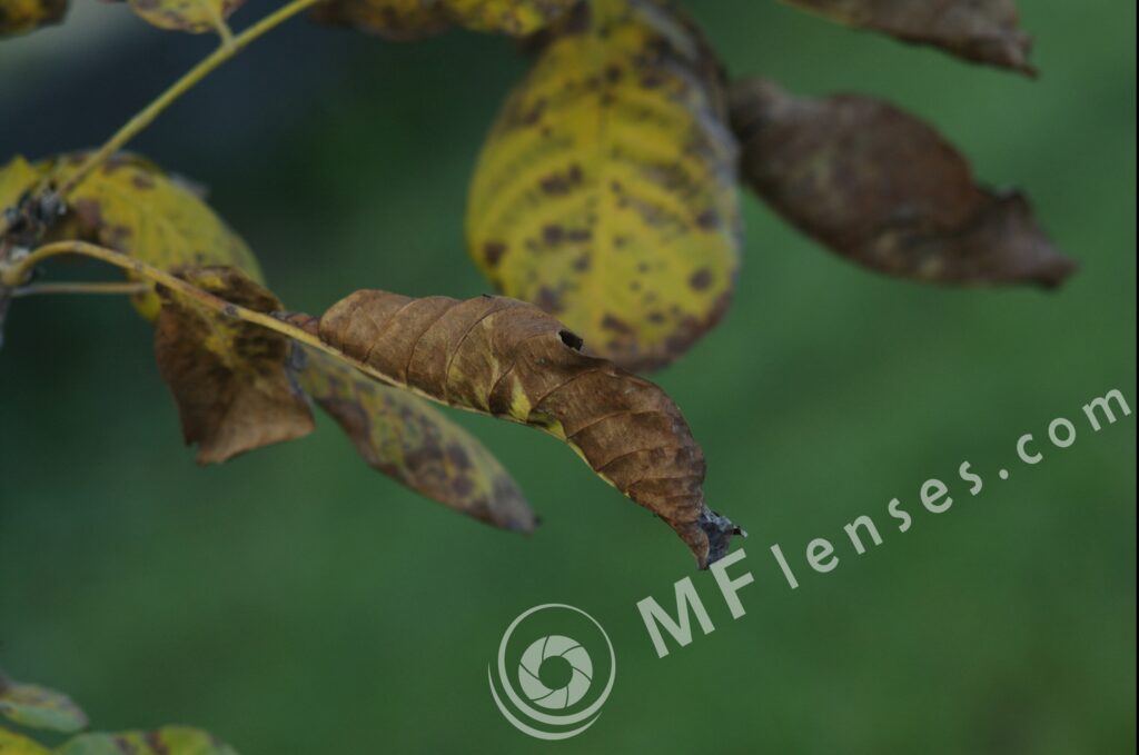 Carl Zeiss Jena Sonnar 135mm f/3.5 MC Sr: 20538-523