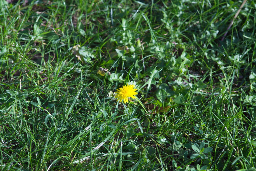 Sonnar 13,5cm f4  pre-war Contax RF-12055