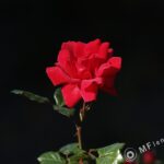 Sonnar 200mm f2.8 electric M42-3312