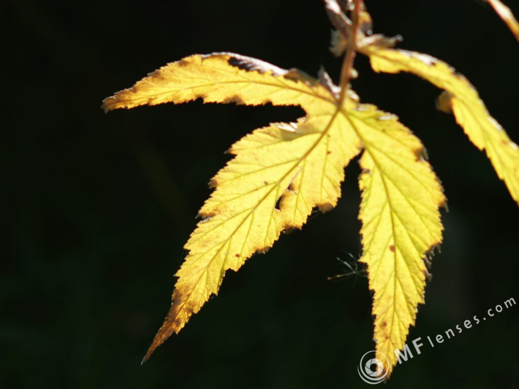 Sonnar 200mm f2.8 electric M42-3316