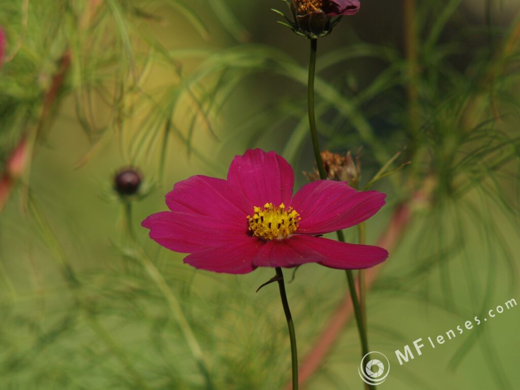 Sonnar 200mm f2.8 electric M42-3317