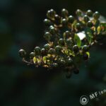 Sonnar 200mm f2.8 electric M42-3318