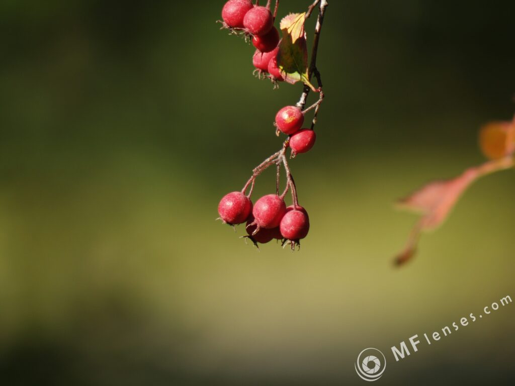 Sonnar 200mm f2.8 electric M42-3319