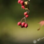 Sonnar 200mm f2.8 electric M42-3319