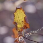 Carl Zeiss Jena Triotar 135mm f/4-882