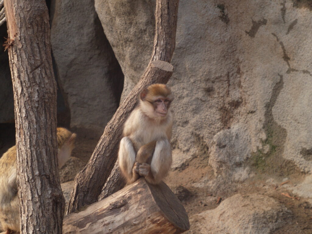 Enna-Ennalyt 85mm f1.5 Zebra M42-5800