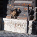 Isco 180mm f4 Tele-Westanar-10516