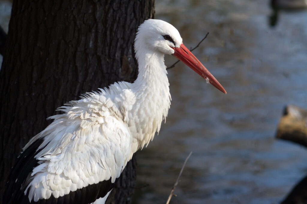 Isco 180mm f4 Tele-Westanar-10517