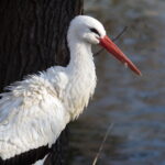 Isco 180mm f4 Tele-Westanar-10517