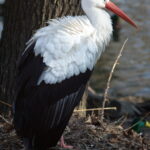 Isco 180mm f4 Tele-Westanar-10518