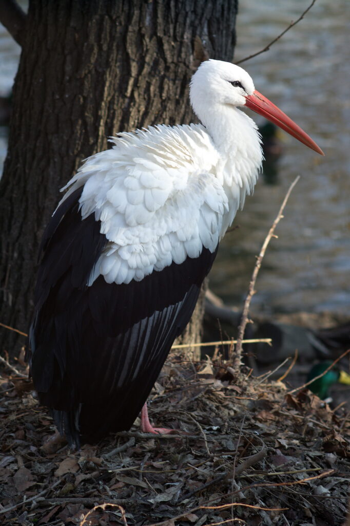 Isco 180mm f4 Tele-Westanar-10518