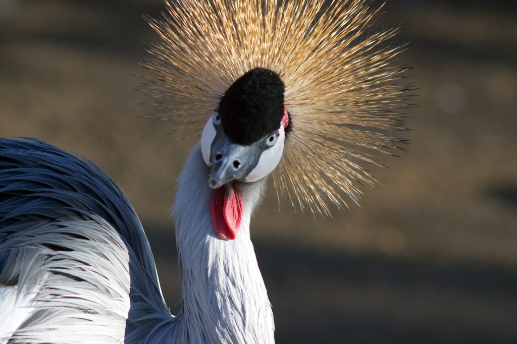 Isco 180mm f4 Tele-Westanar-10519