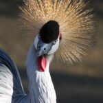 Isco 180mm f4 Tele-Westanar-10519