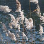 Isco 180mm f4 Tele-Westanar-10521
