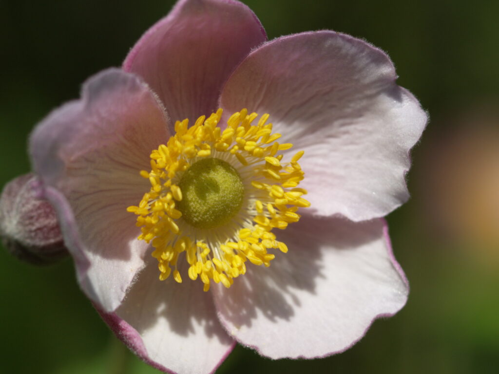 4/100mm Elmarit Leica R-4916