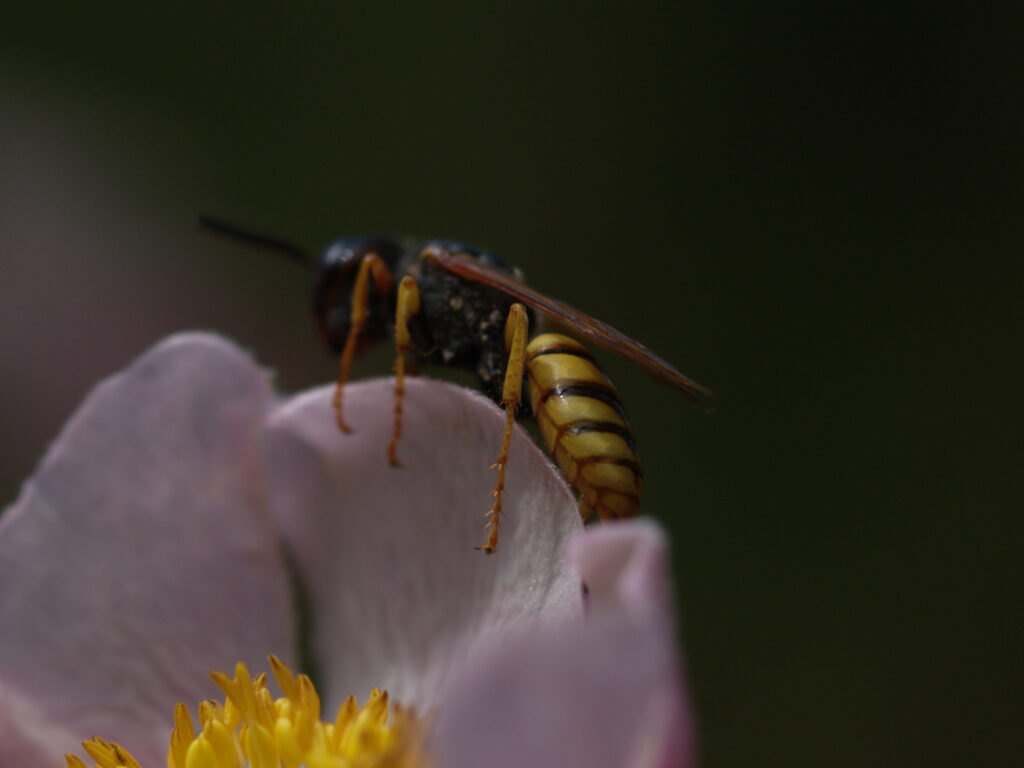 4/100mm Elmarit Leica R-4921