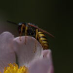 4/100mm Elmarit Leica R-4921