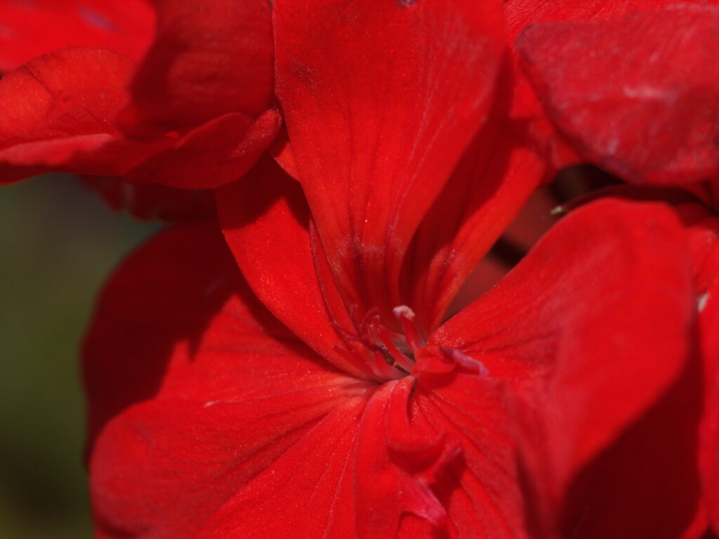 4/100mm Elmarit Leica R-4923