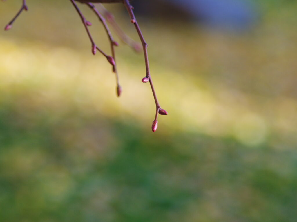 4/100mm Elmarit Leica R-8038