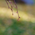 4/100mm Elmarit Leica R-8038