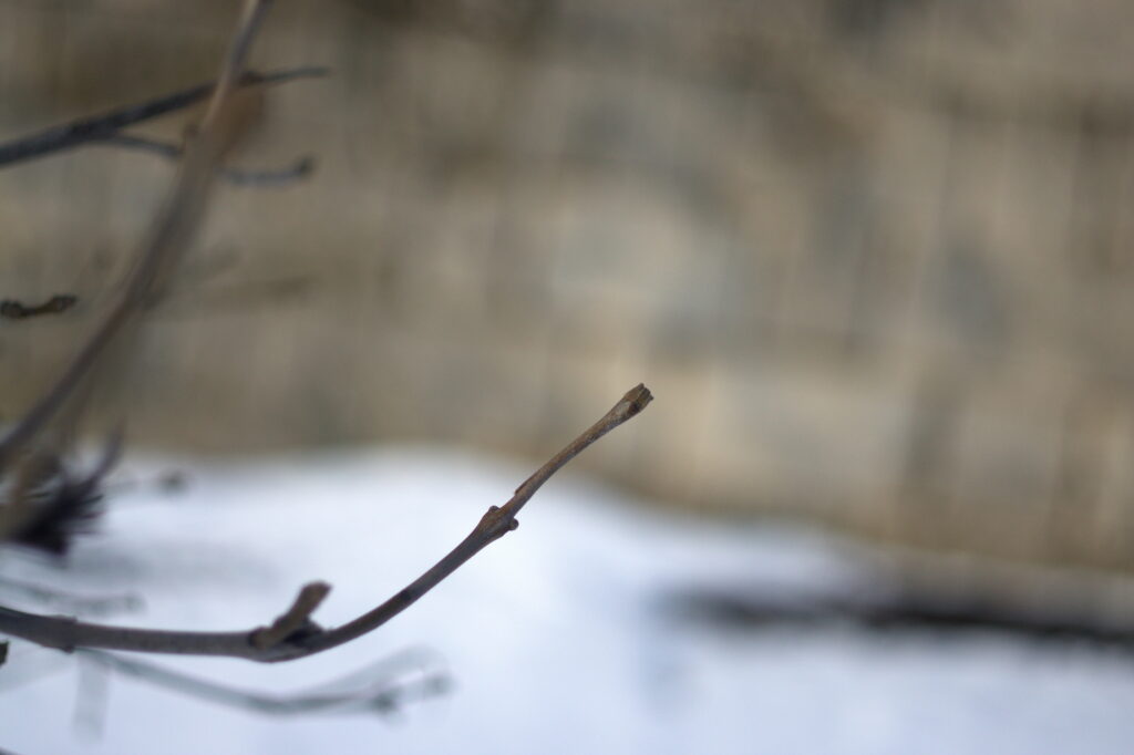 Summicron-R 50mm f2.0 Leitz-12703
