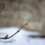 Summicron-R 50mm f2.0 Leitz-12703