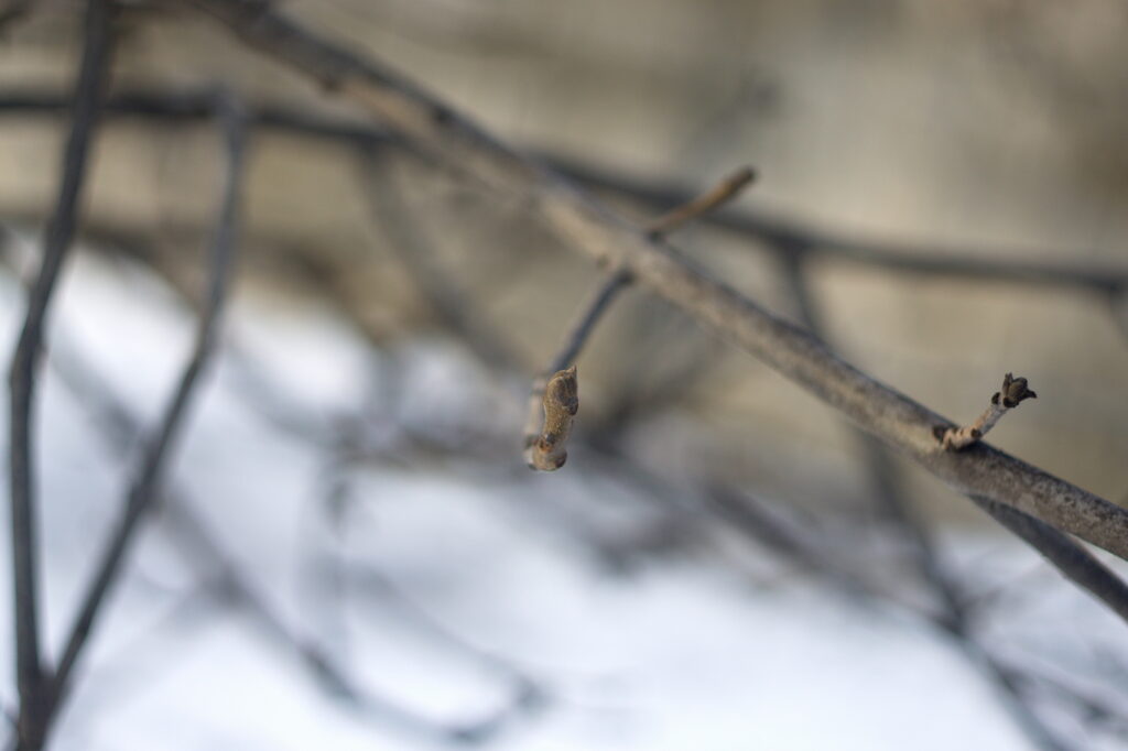 Summicron-R 50mm f2.0 Leitz-12704
