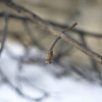 Summicron-R 50mm f2.0 Leitz-12704