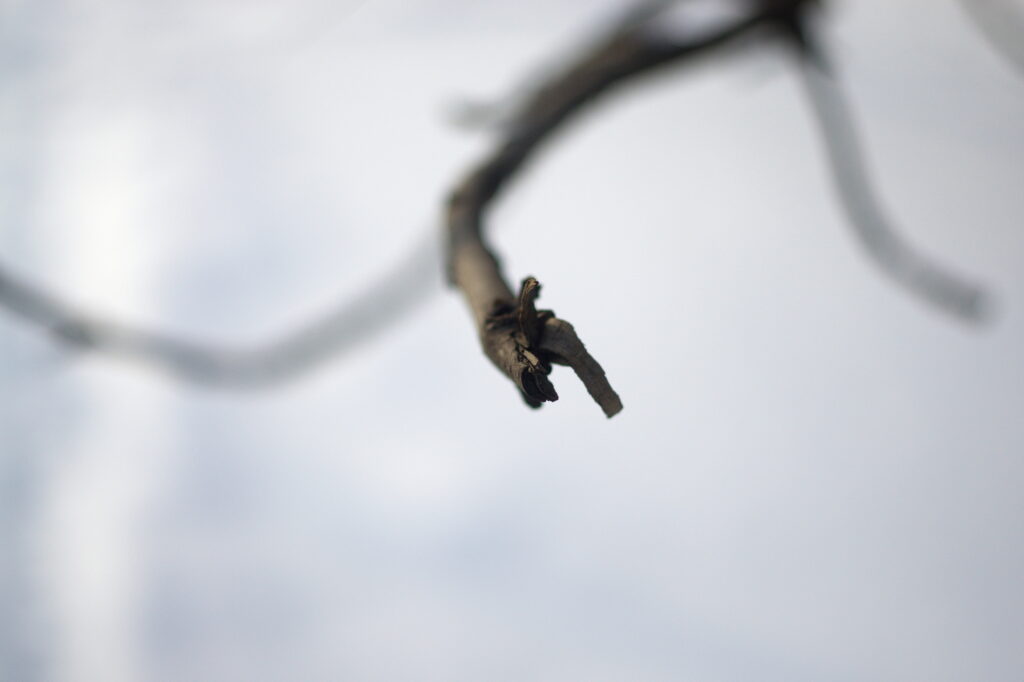 Summicron-R 50mm f2.0 Leitz-12705