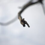Summicron-R 50mm f2.0 Leitz-12705