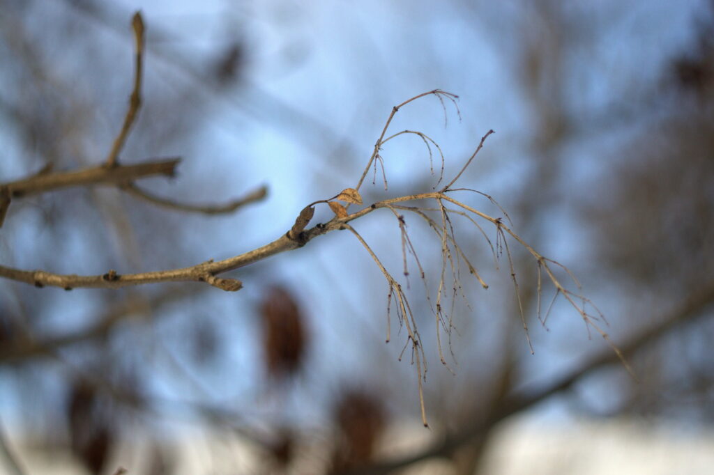 Summicron-R 50mm f2.0 Leitz-12706