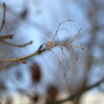 Summicron-R 50mm f2.0 Leitz-12706