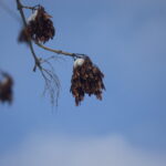 Summicron-R 50mm f2.0 Leitz-12707