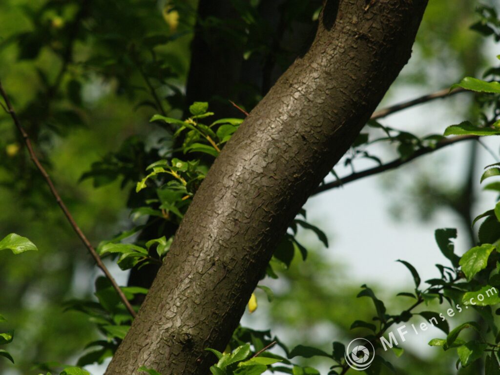 Meyer-Optik Domigor 135mm f/4-1946