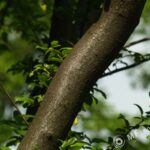 Meyer-Optik Domigor 135mm f/4-1946