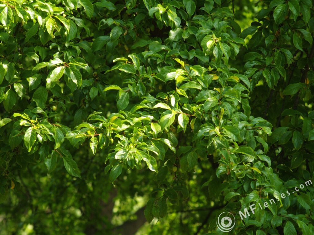 Meyer-Optik Domigor 135mm f/4-1958