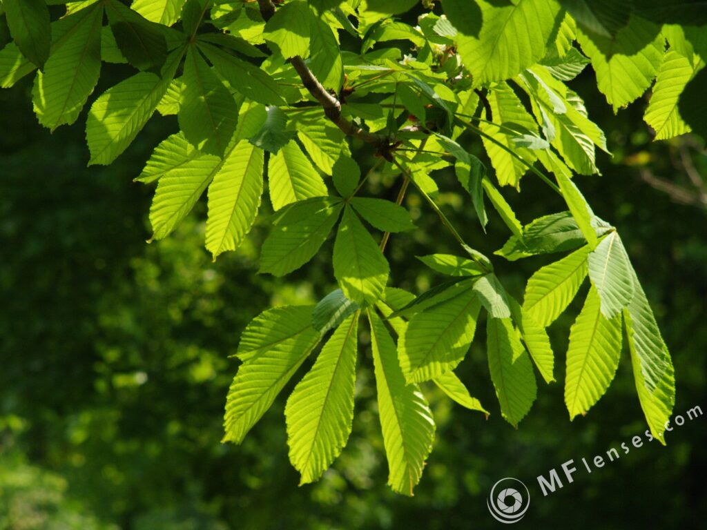 Meyer-Optik Domigor 135mm f/4-1951