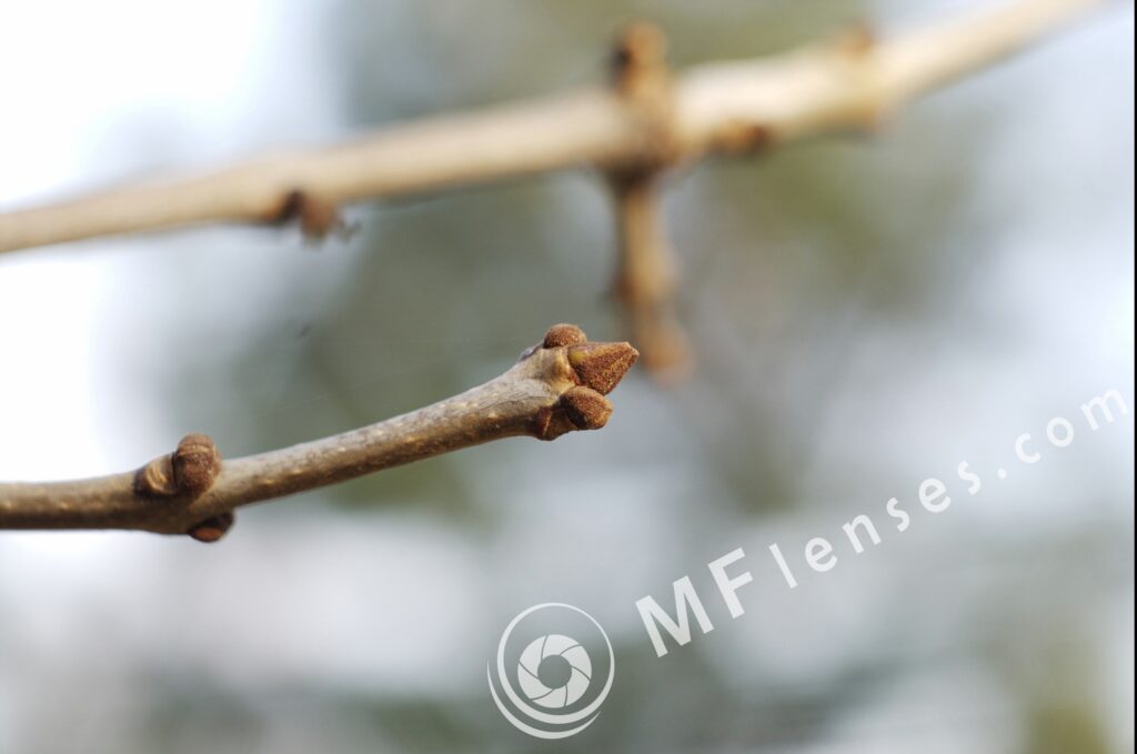 Domiplan 50mm f2.8 Meyer Optik-1427