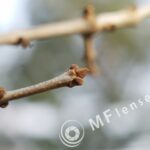 Domiplan 50mm f2.8 Meyer Optik-1427